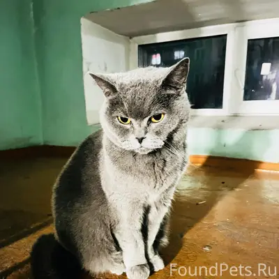 Здравствуйте, уже почти неделю живет в...