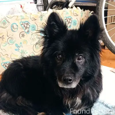 Найден пёс, район НЮР