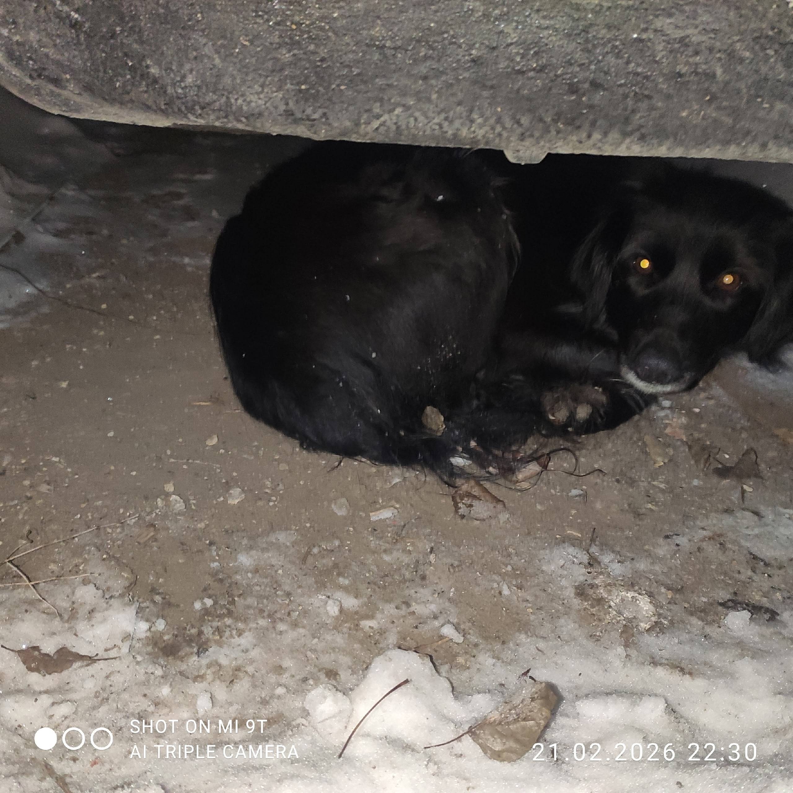 Найдена собака, район Трио