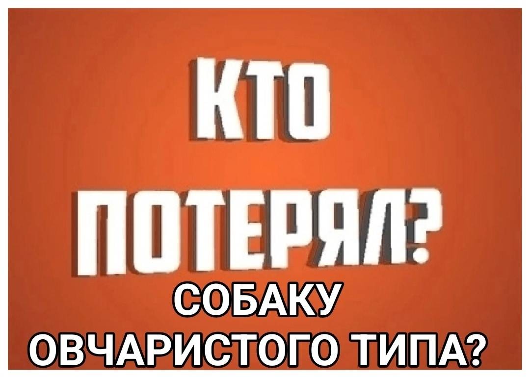 Найденна собака овчаристого типа, Мурманск