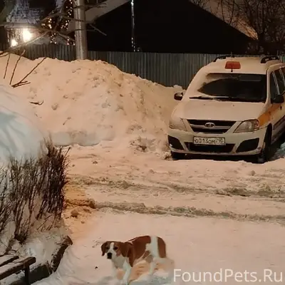 Найден пёс, Московское шоссе