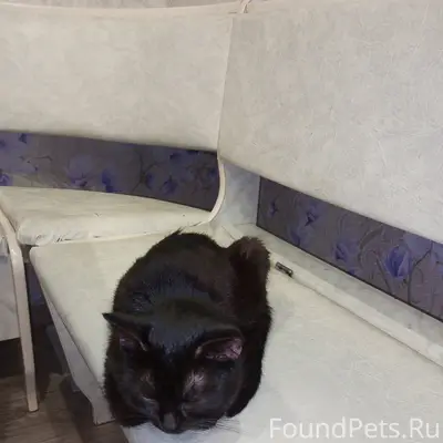 Найдена чёрная кошка, у магазина Родничек