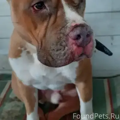 Найден тип собака, с. Сновицы