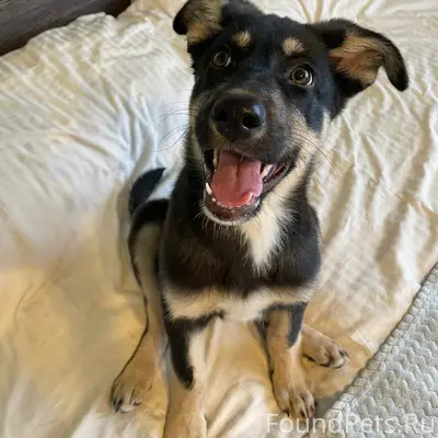 Найден щенок девочка, г. Обь