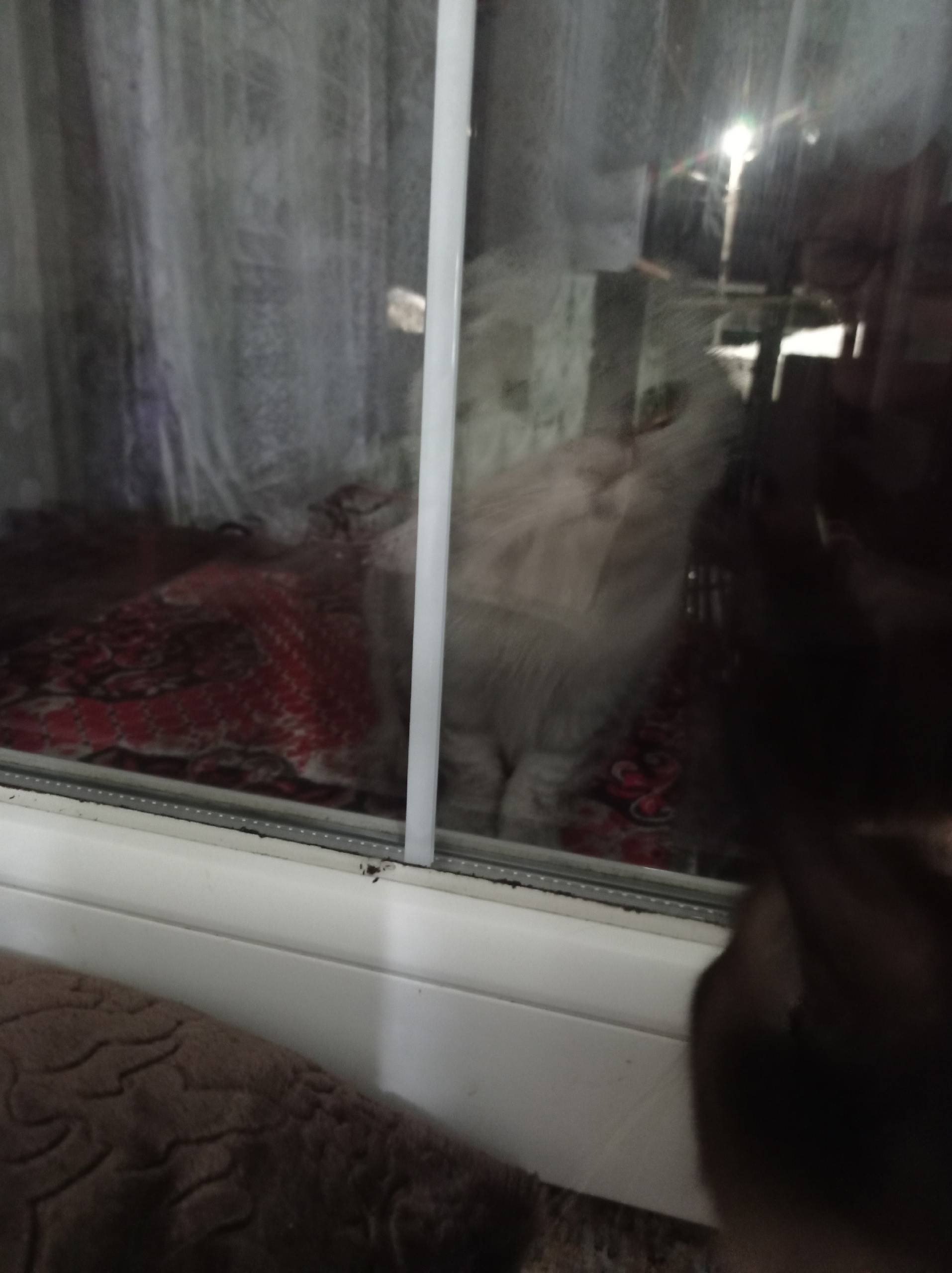 Найдена кошка Таптун