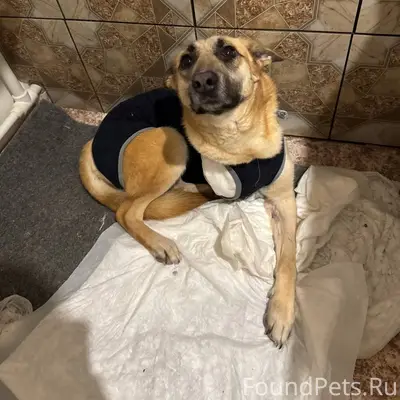 Пропала собака Люся, Минеево