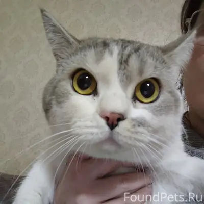 Найден кот вчера, район бумажников, корпус...