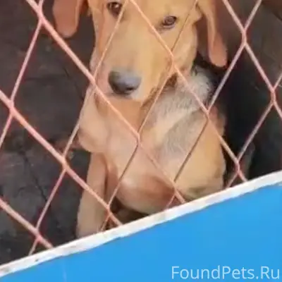 Потерялась собака. Кличка Алтай, восемь месяцев...