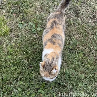 ПРОПАЛА КОШКА! 
 
В районе сельской стороны...