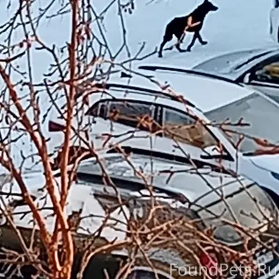 Чья собака потерялась! Выглядит растерянно, не...