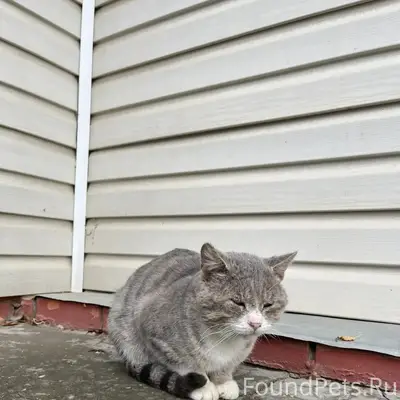 Пропал кот в районе с. Щетиновка...