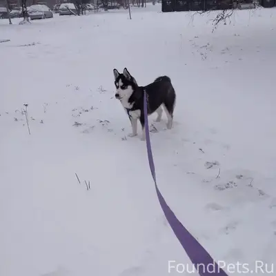 Пожалуйста помогите если кто видел. Потерялся...