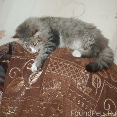 Пропал кот!!! ул. Кирова, Мичурина, Суворова.