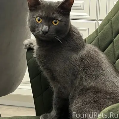 Пропал кот!
В районе улицы Булгарской...