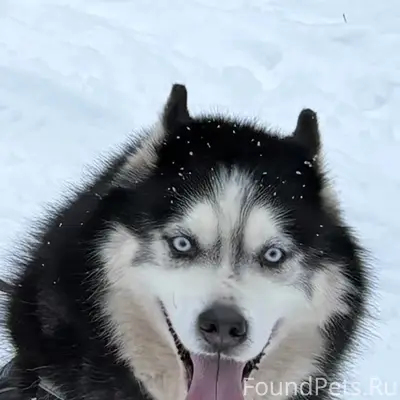 Убежала собака хаски по кличке Арчи...