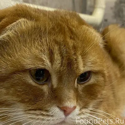 Пропал  шотландский вислоухий кот, в районе...