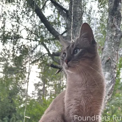 🆘🆘🆘🆘🆘 
ПРОПАЛ КОТ !!! 
Кот домашний, может...