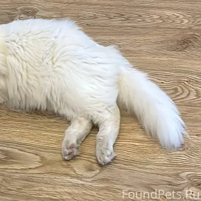 Пропал кот по кличке Макс , в...