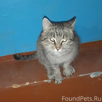 🆘️🆘️🆘️Срочно! 
Рябково. В подъезд прибился котик...