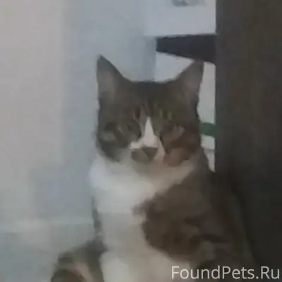 Пропал кот! В районе 5 микрорайона...