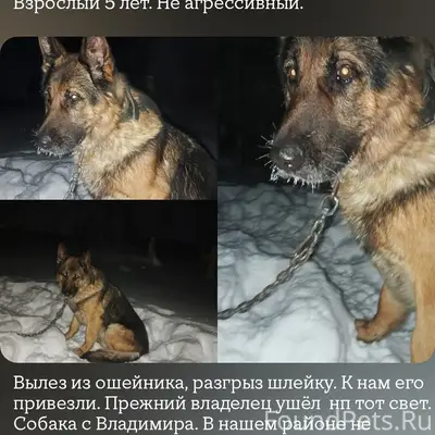 Пропала собака! Репост! 
Шуйский район! 
С...