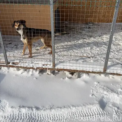 🚨🚨🚨пропала собака‼️‼️ 21.02.26 вечером...