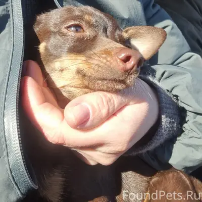 Найден пёс на Комушке сегодня возле...