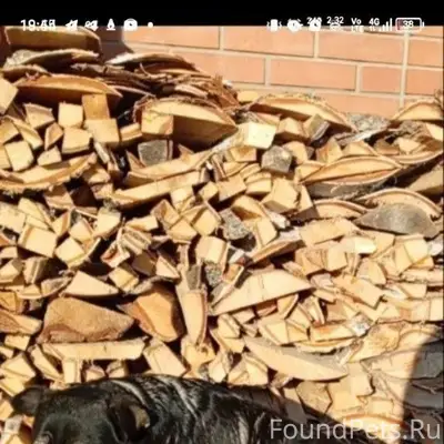 Ночка до сих пор не найдена...