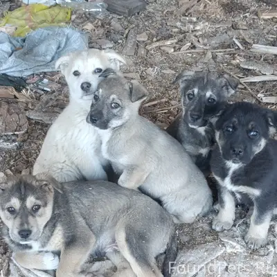 🙏‼️ПОМОГИТЕ СПАСТИ МАЛЫШЕЙ‼️
Пропал ещё один...