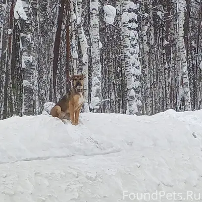 Добрый день, чья собака потерялась на...