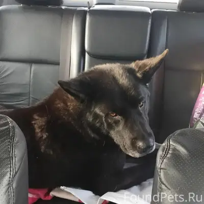 Бородино. SOS!!! Найден пёс. Очень добрый...