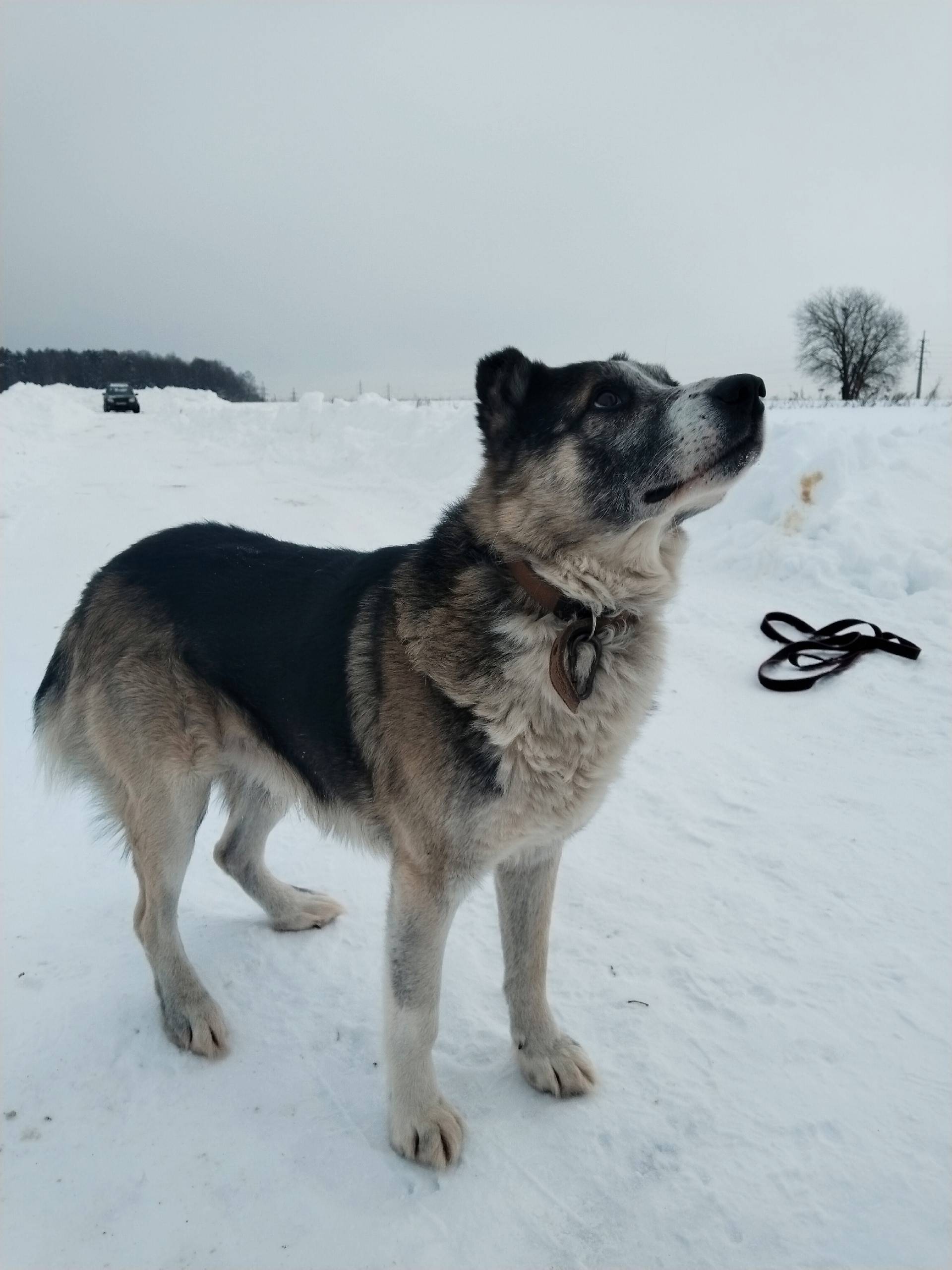 ❗❗❗Поиски продолжаются!
Ищем пса по кличке...