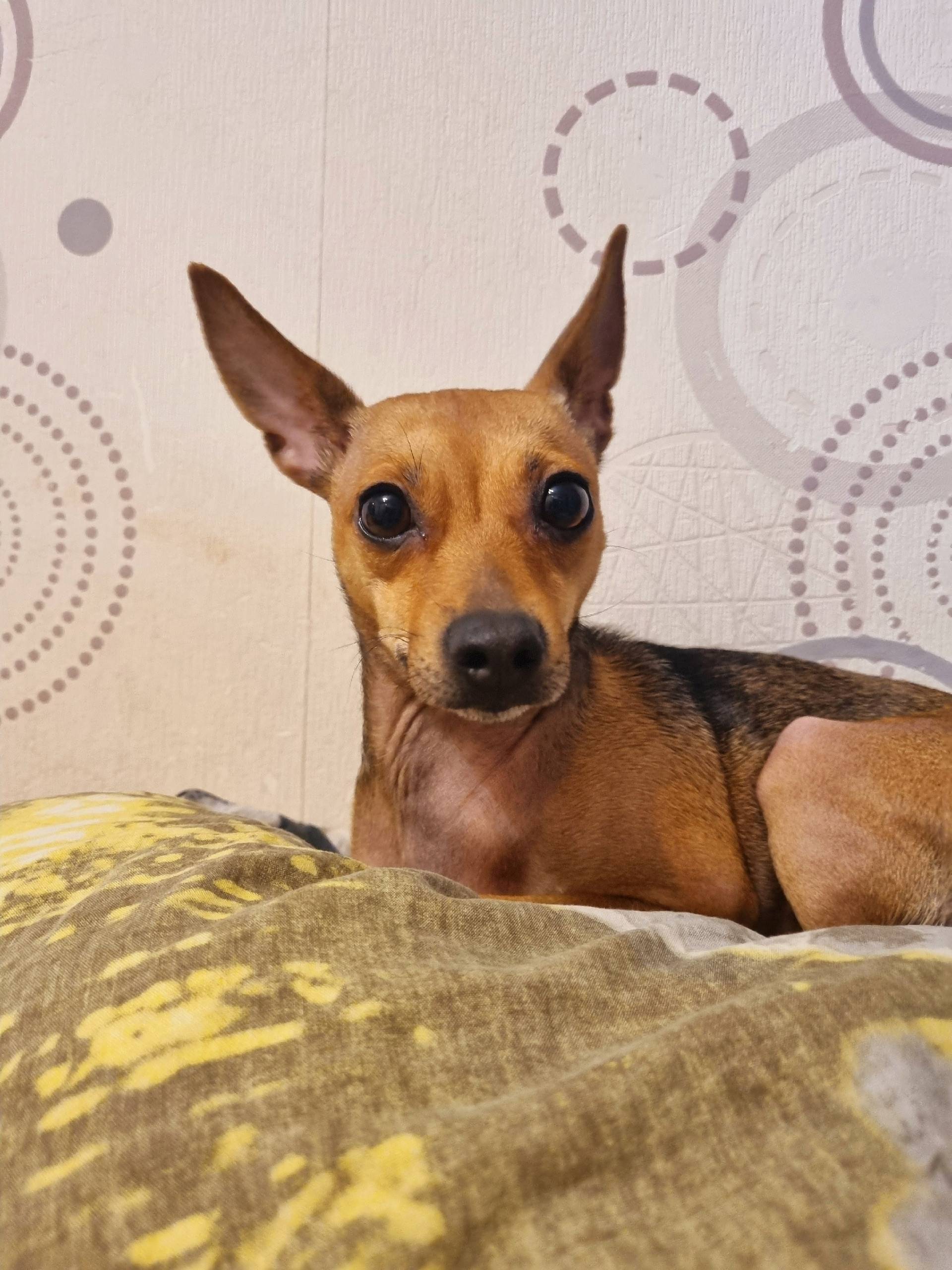 Потерялась собака в районе Октябрьской 12...