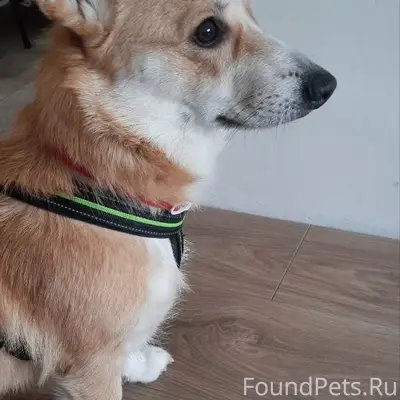 ⚠️СРОЧНО‼️ Чья потеряшка⁉️
20 февраля, утром...