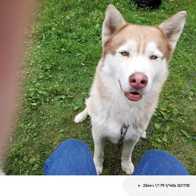 Потерялась собака Хаски район мясокомбината откликается...