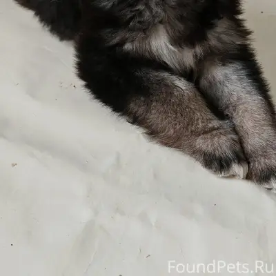 Найдена чудесная малышка (щенок) и она...