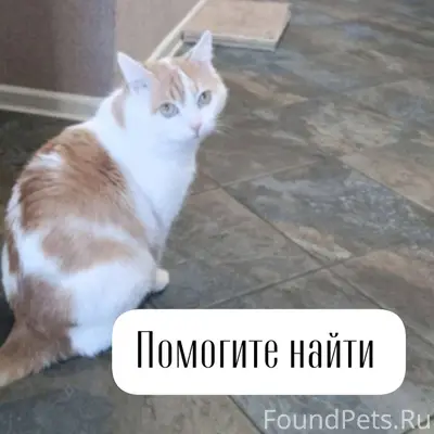 Г. Ставрополь

Пропал кот. Помогите, пожалуйста...