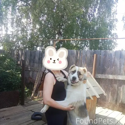 Пропала собака, по кличке Сэм, район...