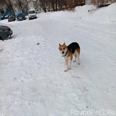 Хозяин найдись, собаке очень холодно, бегает...