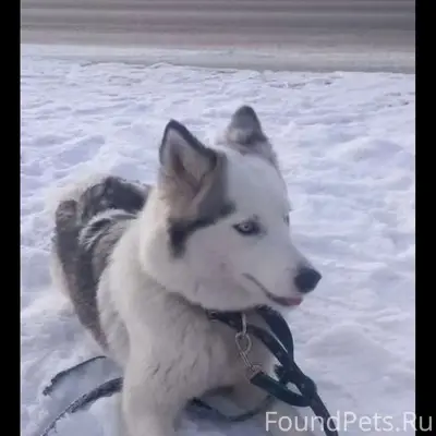 Пропали две собаки  породы сибирский хаски...