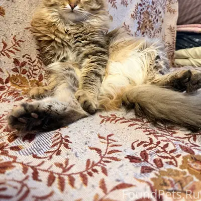 Отдам кота в добрые руки. Котик...