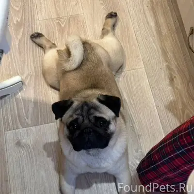 Пропала мопс, Белово