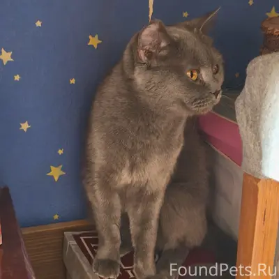 Найдена кошка, Первомайский район