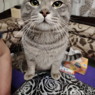 Пропал кот Кеша, Октябрьский