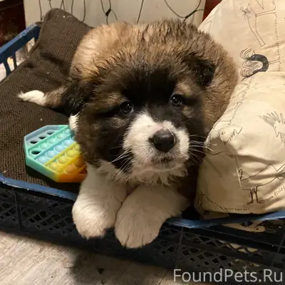 Пропала щенок, д. Верея