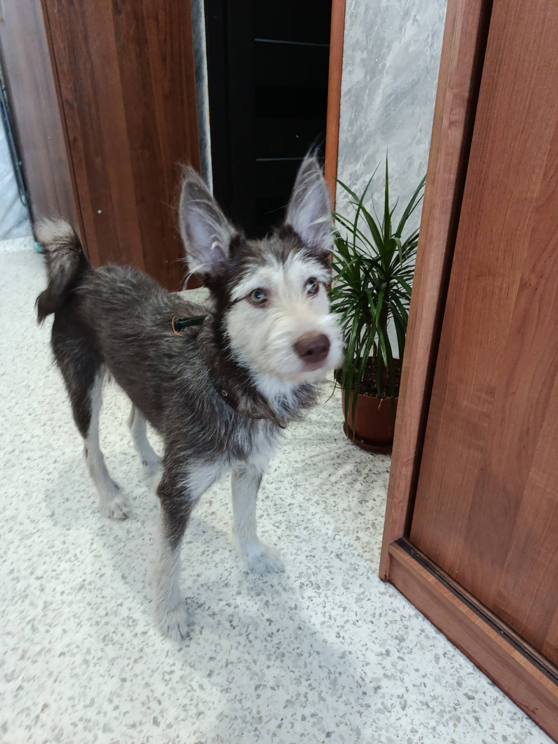 Найдена собака, 189 квартал