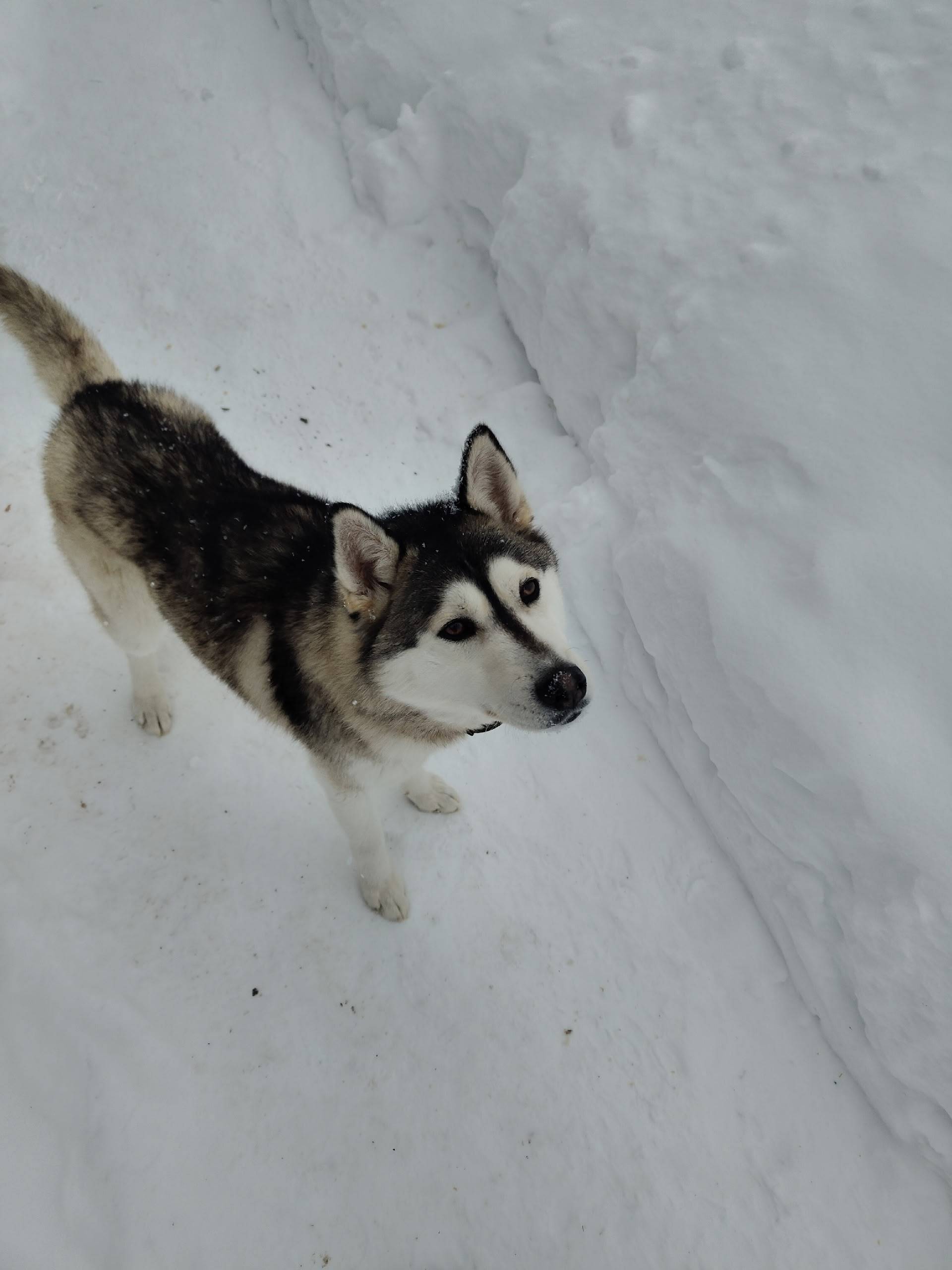Найден тип собака, набережная