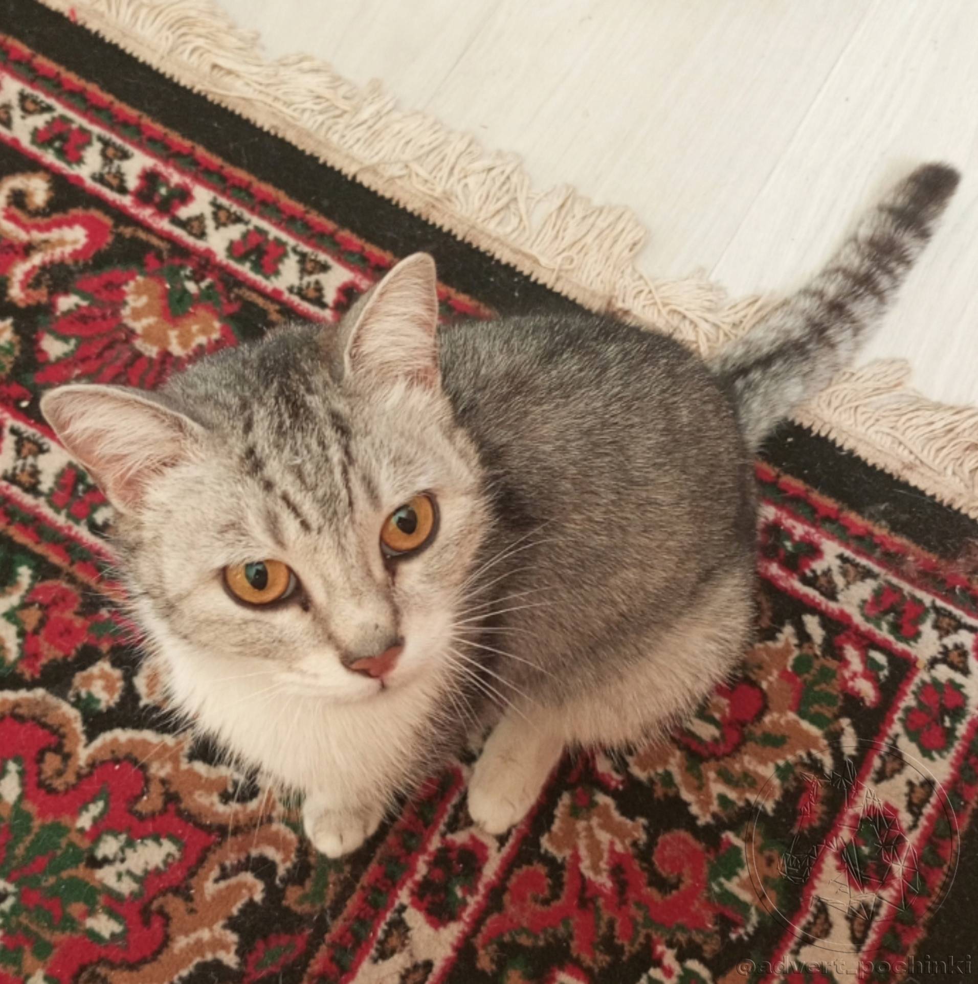 Найдена кошка