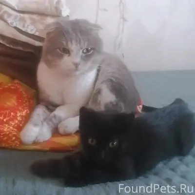 Пропали коты, [место: ул. Приозерная]