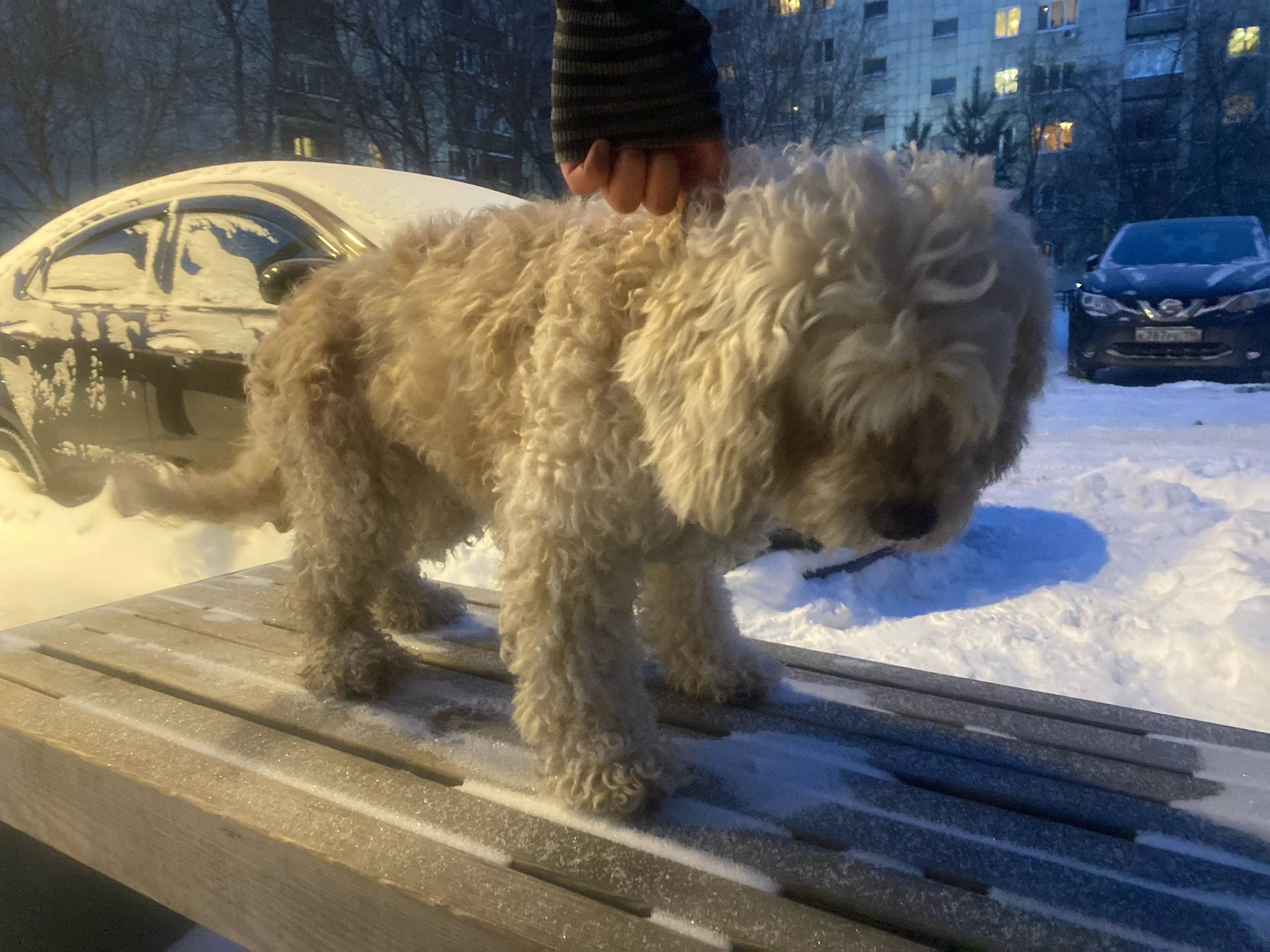 Найден домашний пёс, улица Старых большевиков